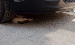 Sıcaktan Bunalan Kediler Çareyi Otomobillerin Gölgesinde Buldu