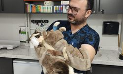 Keşan’da yüzündeki tümör alınan kedinin yüzüne canlı deri flebi taşındı