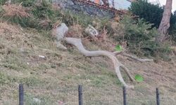Tekirdağ'da poyraz ağaçları devirdi