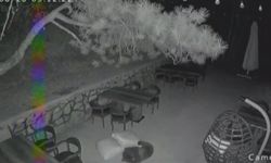 Ayı yavrularının sevimli halleri güvenlik kamerasına yansıdı