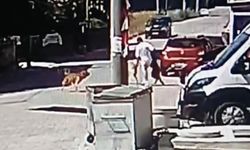 Köpeğini gezdirirken başka bir köpeğin saldırısına uğradı