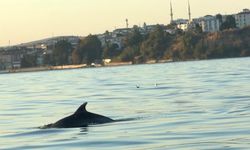 Tekirdağ açıklarında yunus balıkları görüntülendi : Yunus balıkları adeta tekne ile yarıştı