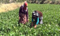 Aracı yok, doğallık var: Çiftçi hem üretiyor hem satıyor