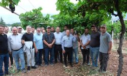 TOGÜ bağlarında sezonun ilk üzüm hasadı yapıldı