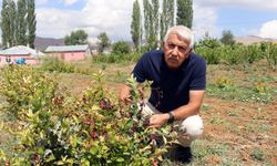 Aronya ile ilçeyi kalkındıracaklar