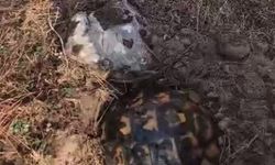 Alevlerden korunmak için kendini toprağa gömmeye çalışan kaplumbağayı ekipler kurtardı