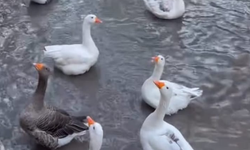 Kırklareli Kırsalında Kazlar İlgi Görüyor