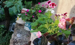 Atık Kaplar Çiçeklere Saksı Oluyor