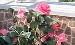 Yazın Renkleri Balkon ve Bahçeleri Süsledi