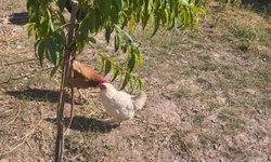 Tavuklar Günlük Hayata Renk Katıyor