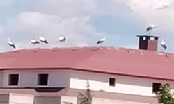 Kırklareli'nde Çatılar Leyleklere Ev Sahipliği Yapıyor