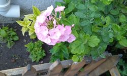 Yaz Bahçelerini Pembe Flokslar Süslüyor
