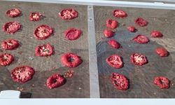 Kırklareli Kırsalında Kışlık Domates Mesaisi Başladı
