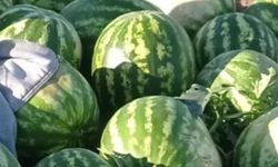 Kırklareli’nde Karpuz Hasadı Bereketi Yaşanıyor