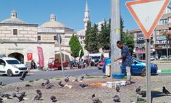 Sıcak Havada Güvercinlere Can Suyu ve Yemek