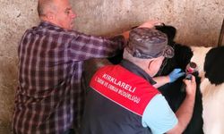 Kırklareli’nde Büyükbaş Hayvanlara Sonbahar Aşılaması