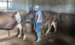 Kofçaz’da Büyükbaş Hayvanlara Sonbahar Aşılaması