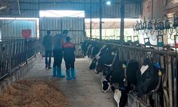 Pınarhisar’da Hayvancılık İşletmelerine Düzenli Denetim