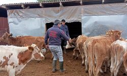 Vize’de Büyükbaş Hayvanlara Yönelik Sonbahar Aşılaması Sürüyor