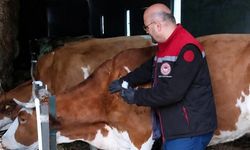 Demirköy’de Hayvancılık İşletmelerinde Aşılama ve Kontroller Sürüyor