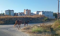 Atlar Sokaklarda Başıboş Dolaştı