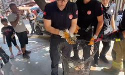 Kaputtan miyav sesi geldi, itfaiye ekipleri harekete geçti