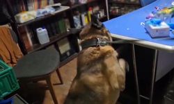 Edirne’de iki adrese uyuşturucu operasyonu: 2 şüpheli tutuklandı