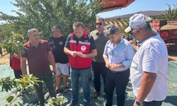 Şarköy'de badem hasadı başladı