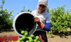 Adana'da limon hasadı başladı: Bahçede kilogramı 6-12 lira
