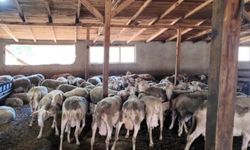 Ahırda başlayan hayalini çocuklarına miras bırakmak istiyor