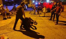 Keşan’da ata şiddet uyguladıkları iddiasıyla 2 kişi hakkında adli işlem başlatıldı