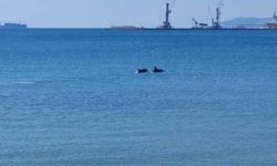 Tekirdağ açıklarında 2 yunus kameraya yansıdı
