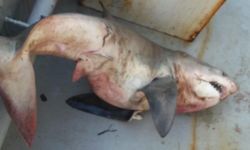 Saros Körfezi’nde balıkçıların ağına 65 kiloluk köpek balığı takıldı