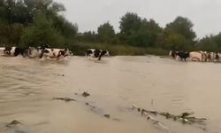 Merayı su bastı, mahsur kalan inekleri sahipleri kurtardı