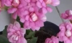 Pembe Çiçekler Ev ve Ofisleri Süslüyor