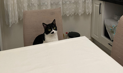 Kırklareli’de Evcil Kedi İlgisi Artıyor