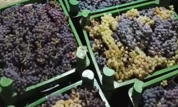 Kırklareli’de Üzüme İlgi Artıyor