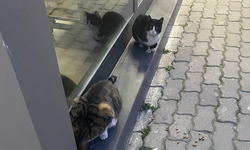 Kırklareli’nde Sokak Kedileri İlgiyle Besleniyor