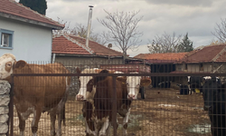Kırklareli’nde Büyükbaş Hayvancılık Sürüyor