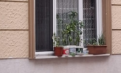 Kırklareli’nde Pencere Önleri Bitkilerle Renkleniyor
