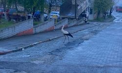 Kırklareli’nde Leylek Kent Merkezinde Görüntülendi