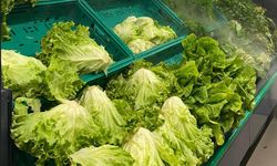 Kırklareli’nde Marul Sağlıklı Beslenmenin Vazgeçilmezi