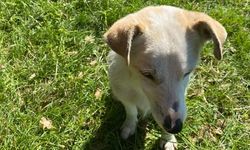 Kırklareli’nde Sevimli Yavru Köpek Objektiflere Yansıdı