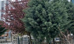 Hastane Bahçesi Yeşil Görüntüsüyle Dikkat Çekiyor