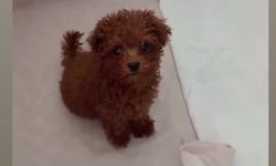 Yavru Köpekler Evlerin Yeni Üyeleri Oluyor