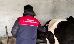 Pehlivanköy’de Büyükbaş Hayvanlara Sonbahar Aşılaması