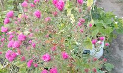 Pembe Çiçekli Diken Otu Doğaya Renk Katıyor