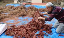 Yabani sumakları aşılanıp üretime kazandırıldı: Kilosu 900 TL’den alıcı buluyor