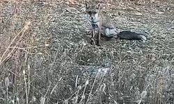 Aç kalan yavru tilki köye indi