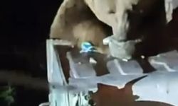 Uludağ'da aç kalan ayı yemek aradı